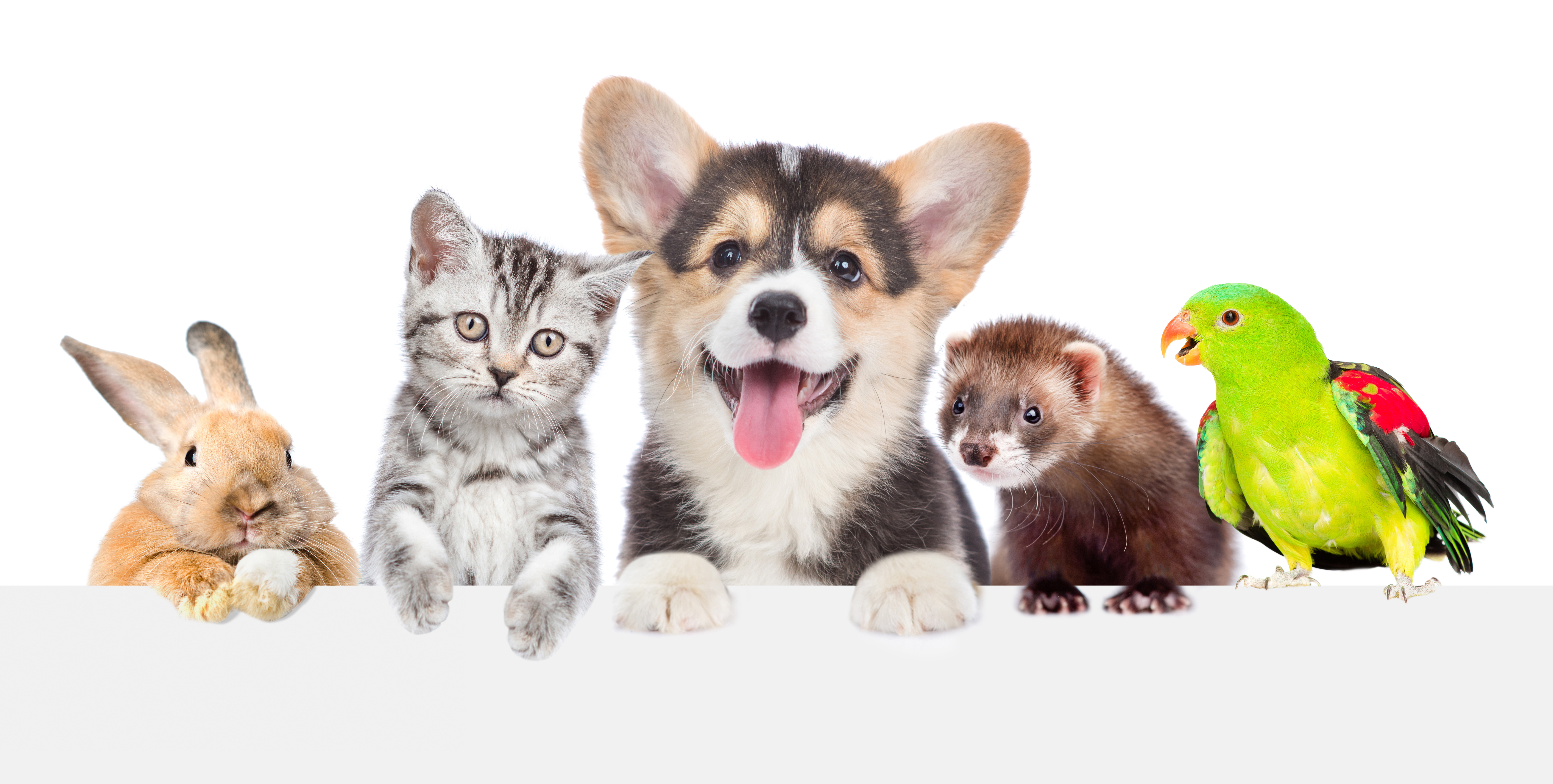 MONEY HACKS: What to Expect with New Pet Expenses?